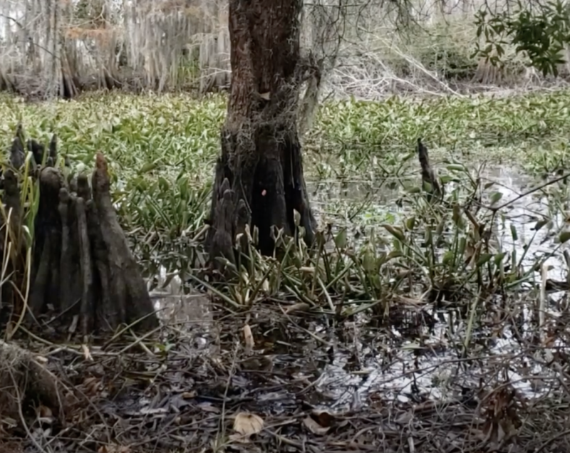 UNO Documentary: The Houma People of Louisiana – Via Nola Vie